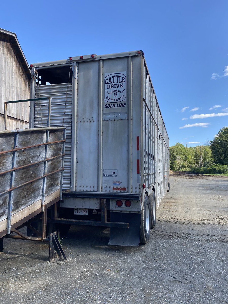 My first bunch of <a href="/VBPCanada/">VBP+ Canada</a> certified animals heading to <a href="/AtlanticBeef/">Atlantic Beef Products Inc.</a> today