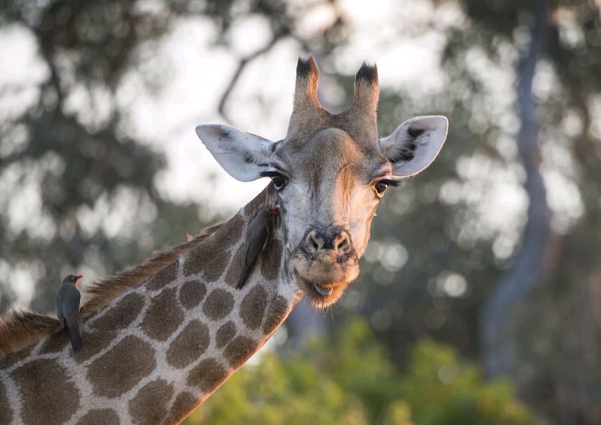 SafariFactor's tweet photo. Don't hesitate!! Book your dream Safari to the heart of East Africa now. Safari Factor is here and ready to take you into the heart of East Africa. East Africa offers endless safari possibilities and we are here to guide and advice u for bookings contact us +256759207421, website https://t.co/lFYZzDjMcW