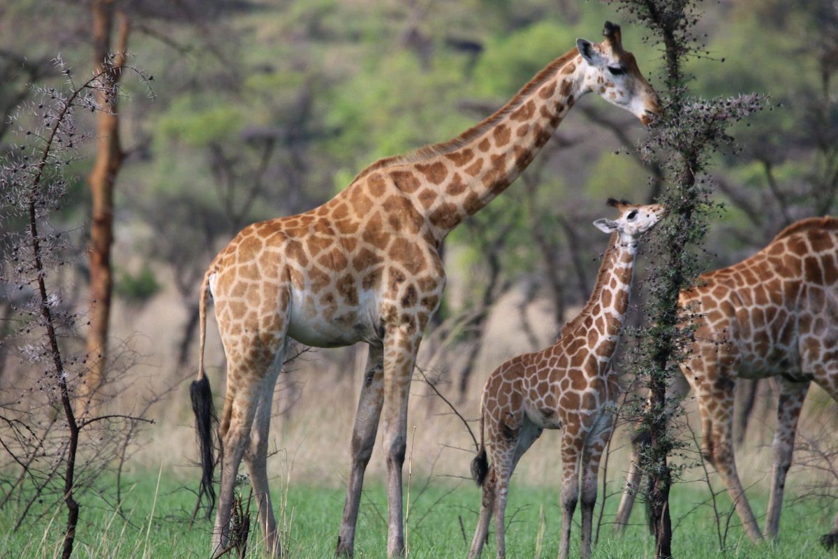 Don't hesitate!! Book your dream Safari to the heart of East Africa now. Safari Factor is here and ready to take you into the heart of East Africa. East Africa offers endless safari possibilities and we are here to guide and advice u for bookings contact us +256759207421, website