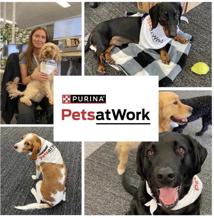 calculusPaa's tweet image. At Purina, we passionately believe that pets and people are better together.

#PetCare #Petatwork