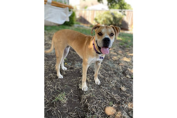 DPSRescue's tweet photo. Meet Mrs. Maisel: 2yo Boxer mix πΎπΆπ Great with all, especially kids & pets. Adapts well to routines, loves playtime, and belly rubs. Ideal for an active, dog-loving home. πΆβ€οΈ #AdoptMrsMaisel #DPSRescue
https://t.co/sH7A2DclDN https://t.co/R4tOFHcVmf
