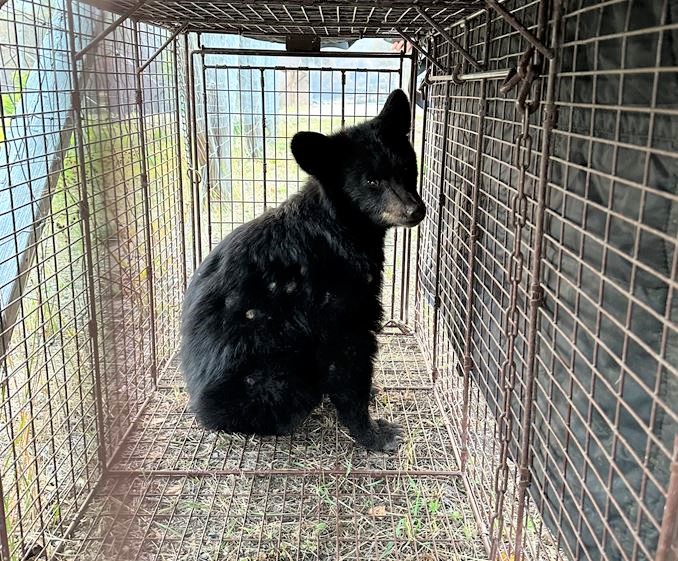 _BCCOS's tweet photo. An orphaned black bear cub injured in wildfires in the Shuswap area is recovering, thanks to the joint efforts of the Conservation Officer Service and the Skwlāx te Secwepemcúl̓ecw (Little Shuswap Lake Band).
Details: https://t.co/A8natOoShA #BCCOS #LSLB
#WorkingTogether https://t.co/SSzKAeDZMy