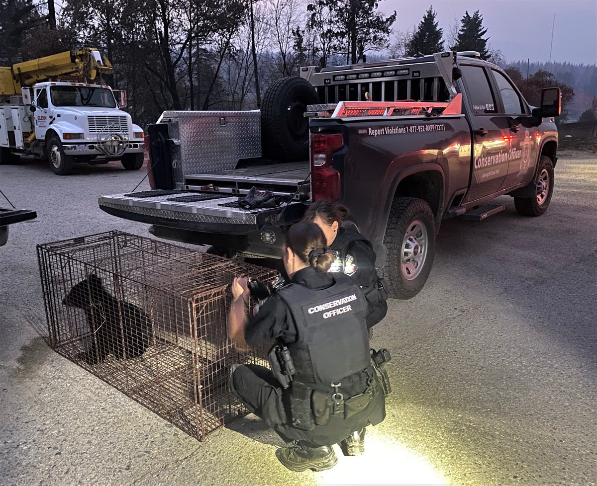 _BCCOS's tweet photo. An orphaned black bear cub injured in wildfires in the Shuswap area is recovering, thanks to the joint efforts of the Conservation Officer Service and the Skwlāx te Secwepemcúl̓ecw (Little Shuswap Lake Band).
Details: https://t.co/A8natOoShA #BCCOS #LSLB
#WorkingTogether https://t.co/SSzKAeDZMy