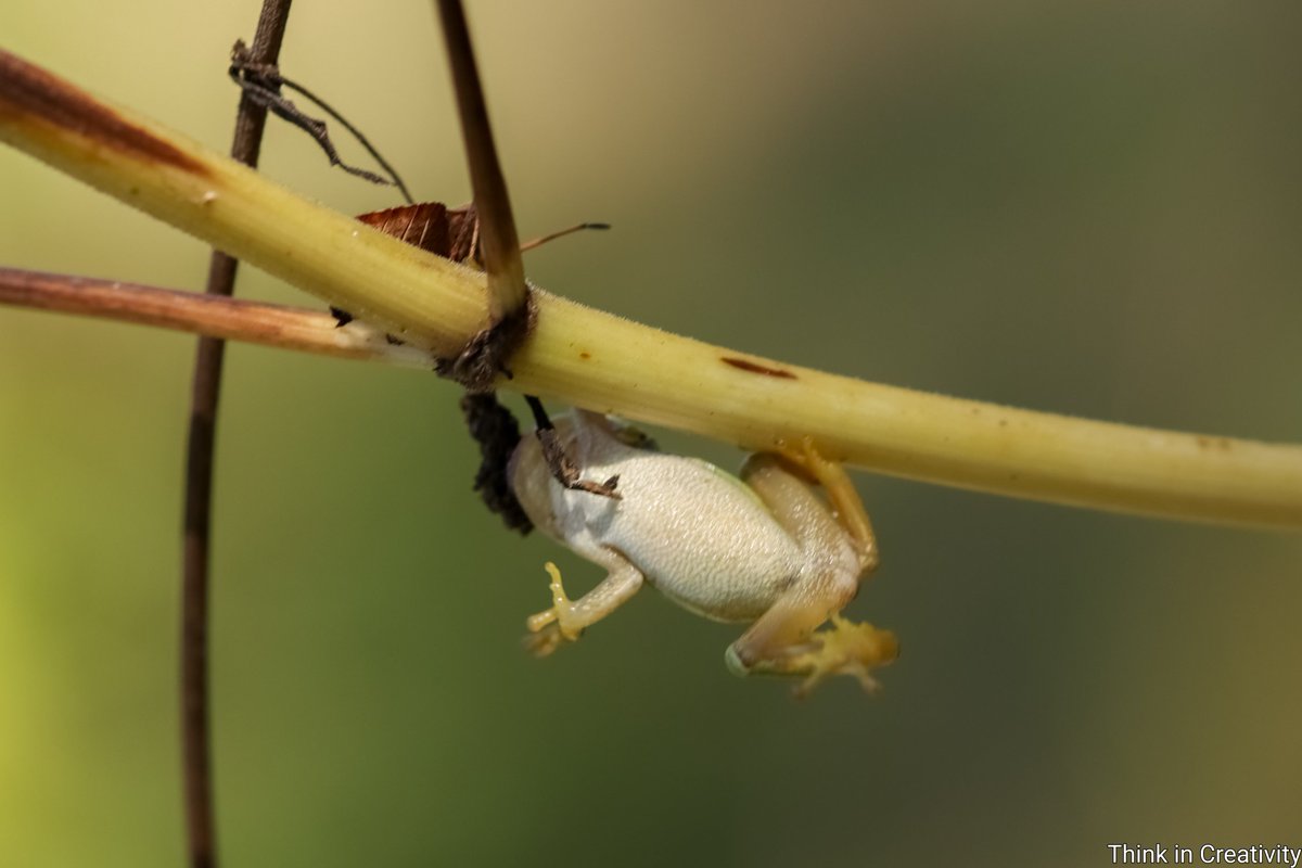 Shield bug won🤭🐸#InsectThursday