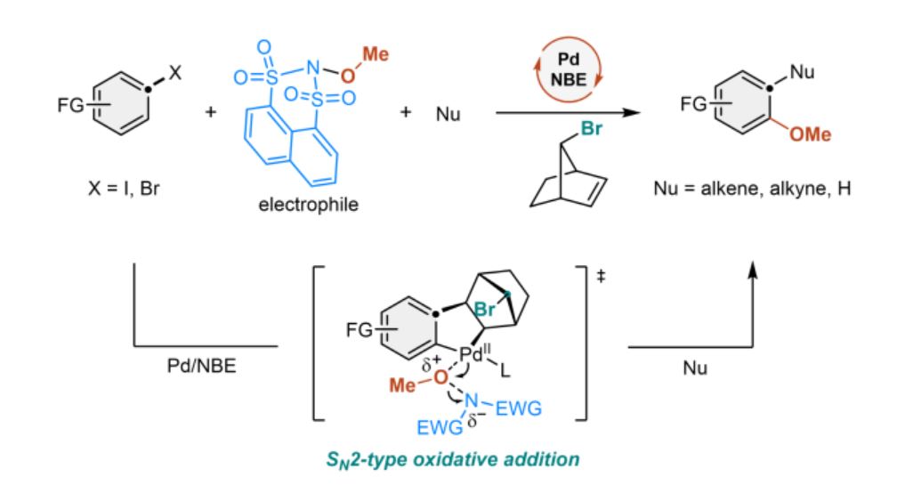 GBD_Lab's tweet photo. The first realization of "O" as an electrophile in a Catellani reaction.
Please check out our new breakthrough: Ortho-C–H methoxylation of aryl halides enabled by a polarity-reversed N–O reagent  which is now online on @NatureChemistry 
Congrats to Laoliu!
https://t.co/Jonw20DvZg https://t.co/WtFZ282Gga