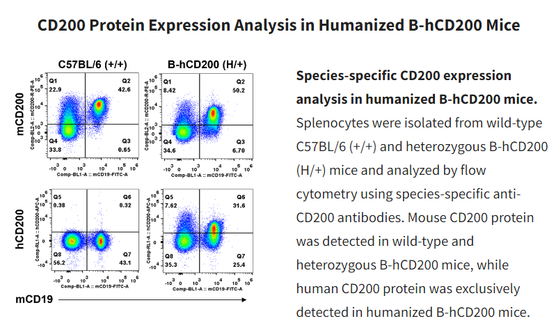 bio_mice's tweet photo. Interested in targeting the CD200-CD200R axis? Check out our humanized CD200-CD200R mouse models! Regulation of the tumor microenvironment via tumor-associated myeloid cells (TAMCs) can be accomplished by the CD200-CD200R axis👉https://t.co/ni3UD6ewSv #mousemodel #humanizedmodel https://t.co/L7KnSJKr9i
