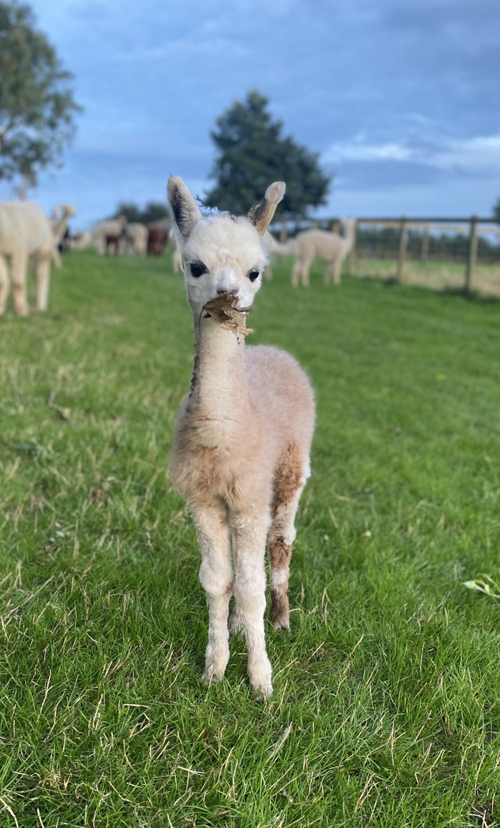 BarnacreAlpacas's tweet photo. Little Grey Fergy has herself a tasty leaf to chew on. https://t.co/DqARE2Cp7O