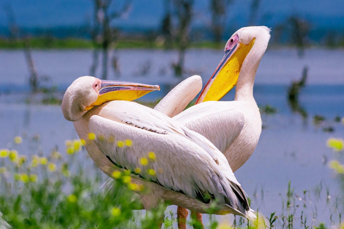 Cross Talking 😁 | Great White Pelicans | Lake Naivasha | Kenya
.
.
#africawildlife #birdwatchingmagazine #bownaankamal #natuurfotografie #birding #wildgeography #discoverafricawildlife #greatwhitepelican #birder #africasafari #birdsextreme #wildlife_perfection #wild_life_explore…