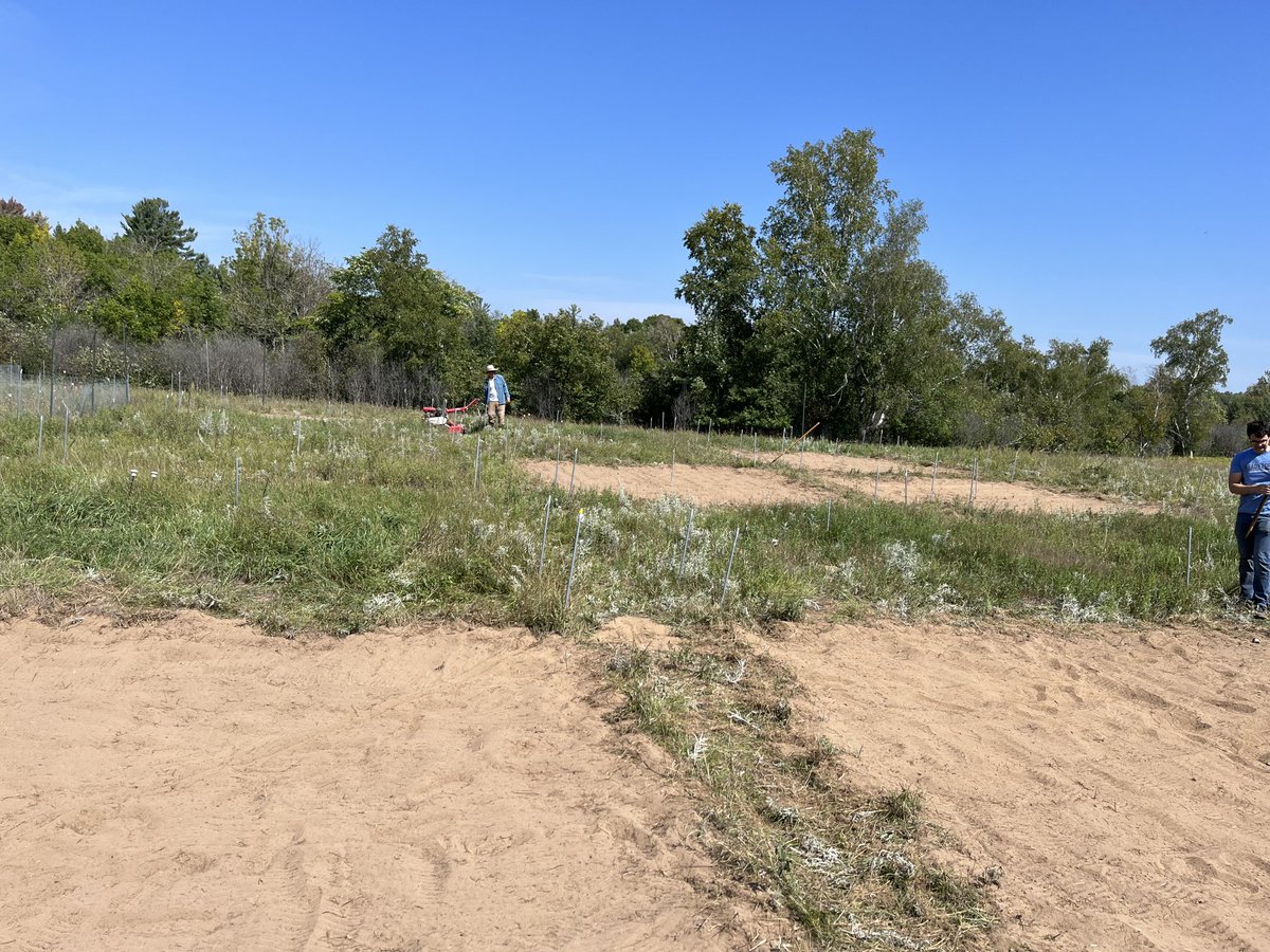 Elizabeth Borer (@e_borer) on Twitter photo Our 3rd & final year of <a href="/DragnetGlobal/">DragNet Global</a> #disturbance <a href="/CedarCreekESR/">Cedar Creek ESR</a> — in the books. I’m so excited to study the recovery!! Thanks, @e_seabloom & @BorerLab. <a href="/UMNresearch/">U of M Research</a> <a href="/umncbs/">UMN CBS</a> Our 3rd & final year of <a href="/DragnetGlobal/">DragNet Global</a> #disturbance <a href="/CedarCreekESR/">Cedar Creek ESR</a> — in the books. I’m so excited to study the recovery!! Thanks, @e_seabloom & @BorerLab. <a href="/UMNresearch/">U of M Research</a> <a href="/umncbs/">UMN CBS</a>