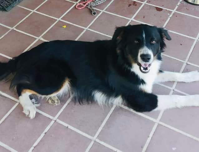 callejeritosDLV's tweet photo. Caso externo #macul
este perrito mestizo Border Collie fue resguardado por una vecina lleva dias perdido, se llevó al vet y no tiene chip no está castrado 
Tiene 1 año aprox buscamos familia con compromiso de esterilizar y seguimiento 
Información 963671038 https://t.co/FBxOnFWxD7