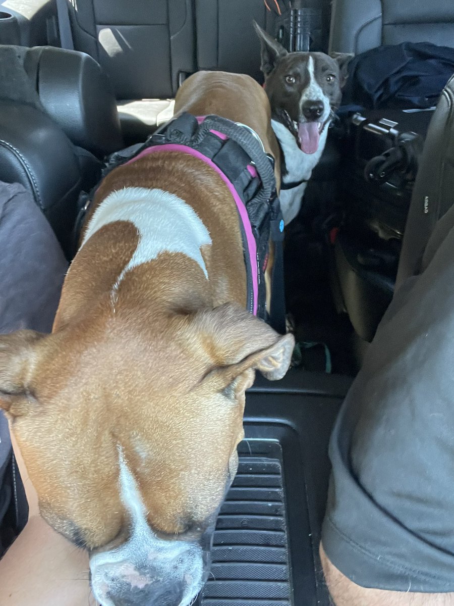 SavSamSunflower's tweet photo. Be good girls. #LunaTheBoxer #DaisyDooTheRescue ๐๐ https://t.co/85fjUNNJ8o