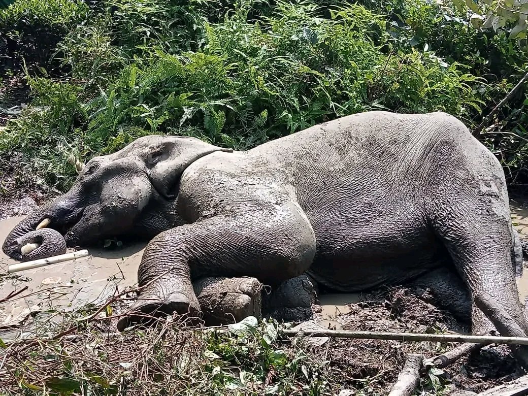 SupriyamAnjan's tweet photo. #HELP #help  #HELP 
শোণিতপুৰ জিলাৰ চাৰিদুৱাৰৰ অন্তৰ্গত ৪নং বগীজুলীৰ ৰিংখাংপুৰত আজিৰ পৰা ৩/৪ দিন ধৰি হাতীটো অসুস্থহৈ ভোকে পিঁয়াহে পৰি আছে। হাতীটোৱে পৰ্য্যাপ্ত চিকিৎসা পালে নিশ্চয়কৈ বচাৰ সম্ভাৱনা আছে কিন্তু.... (Retweet) https://t.co/jpssNSiz3S