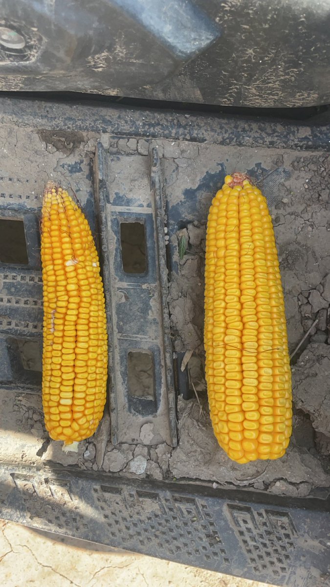 These 2 ears have the same number of kernels. The importance of how a crop finishes is this simple.