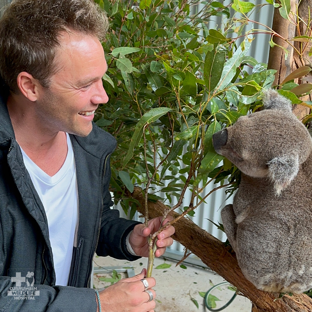 Currumbin Wildlife Hospital tweet media