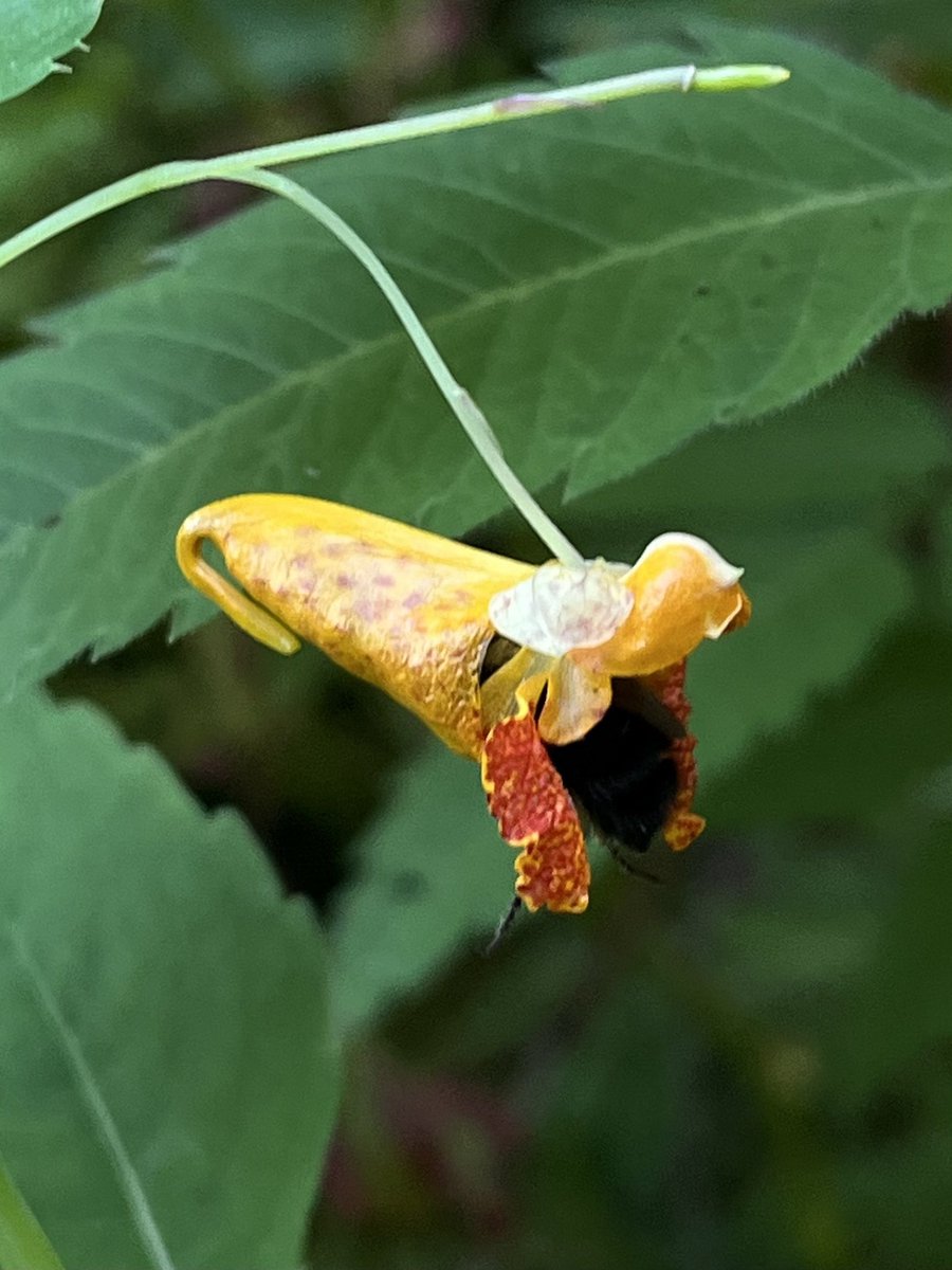 This bee really shoved itself deep into this jewelweed!