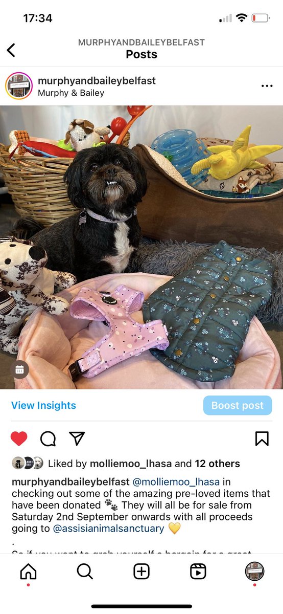 This weekend it’s our Pre-loved Pop Up Party !! Times are tough but you can still treat your dogs and cats to some great gear with all proceeds going to Assisi animal sanctuary and supported by @frozzysfordogs #BelfastHour #preloved #dogfriendlyni #whatsonni