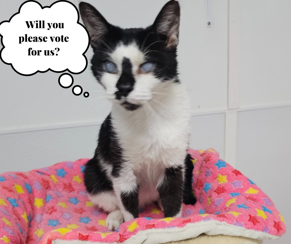 Last Day!!! Will you please nominate the Blind, FIV, and leukemia-positive cats for $10,000? We need your one vote to help the cats!! This is the last day!! ❤ ❤ bit.ly/44weQmy  Blind Cat Rescue,m St Pauls, NC 28384
Thank you so much for helping the cats!!  #blindcats