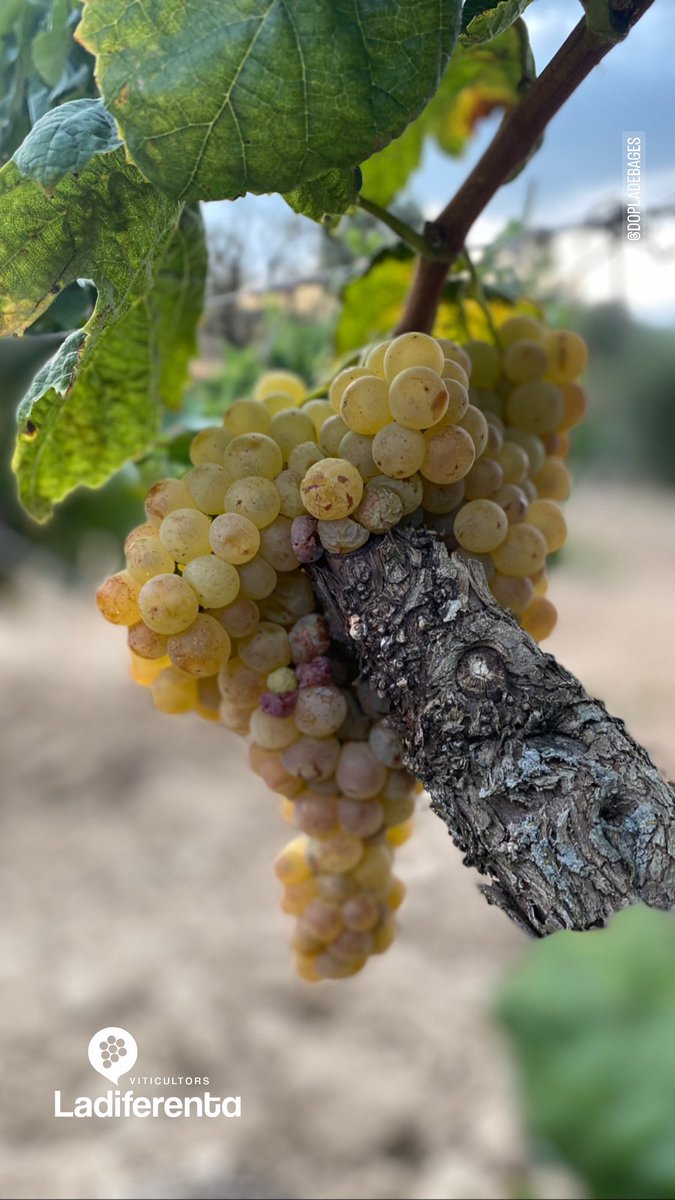 Verema 2023, el fruit de la feina de tot l’any…. #harvest #verema