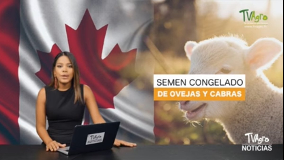 coLAMBia22's tweet photo. @HonAhmedHussen @EduCannotWait Almost 80% of the colombian goat population &amp; 45% of the sheep flock is located in La Guajira Thanks to the new sanitary health certificate, 🇨🇴 has access to 🇨🇦 genetics. Let's continue working the #Ovinocaprino project funded by @GAC_Corporate 

👇
https://t.co/M3CwSUiXuQ
👆 https://t.co/dytnCyirjw