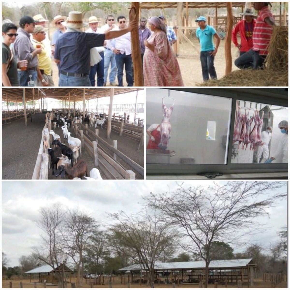coLAMBia22's tweet photo. @HonAhmedHussen @EduCannotWait Almost 80% of the colombian goat population &amp; 45% of the sheep flock is located in La Guajira Thanks to the new sanitary health certificate, 🇨🇴 has access to 🇨🇦 genetics. Let's continue working the #Ovinocaprino project funded by @GAC_Corporate 

👇
https://t.co/M3CwSUiXuQ
👆 https://t.co/dytnCyirjw