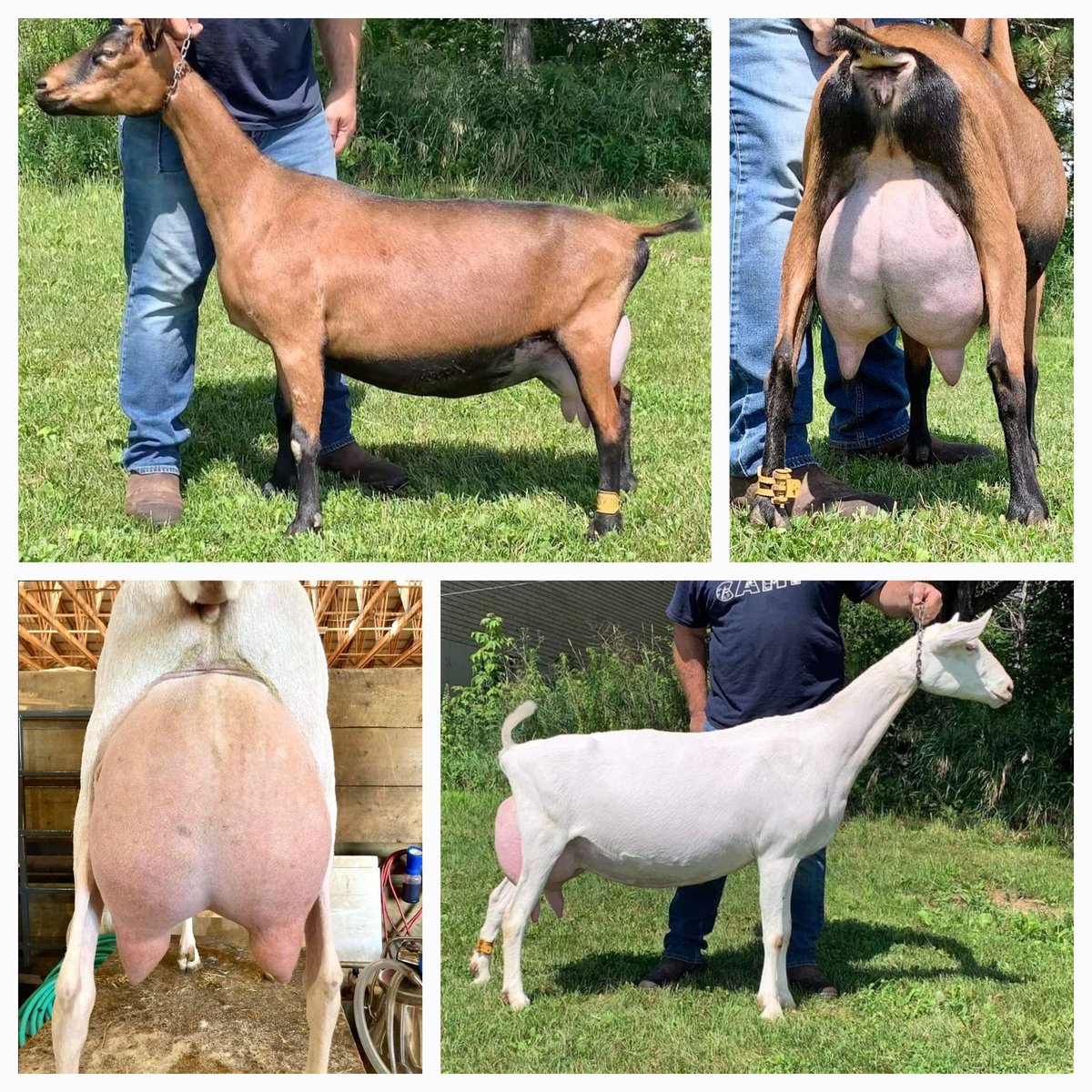 coLAMBia22's tweet photo. @HonAhmedHussen @EduCannotWait Almost 80% of the colombian goat population &amp; 45% of the sheep flock is located in La Guajira Thanks to the new sanitary health certificate, 🇨🇴 has access to 🇨🇦 genetics. Let's continue working the #Ovinocaprino project funded by @GAC_Corporate 

👇
https://t.co/M3CwSUiXuQ
👆 https://t.co/dytnCyirjw