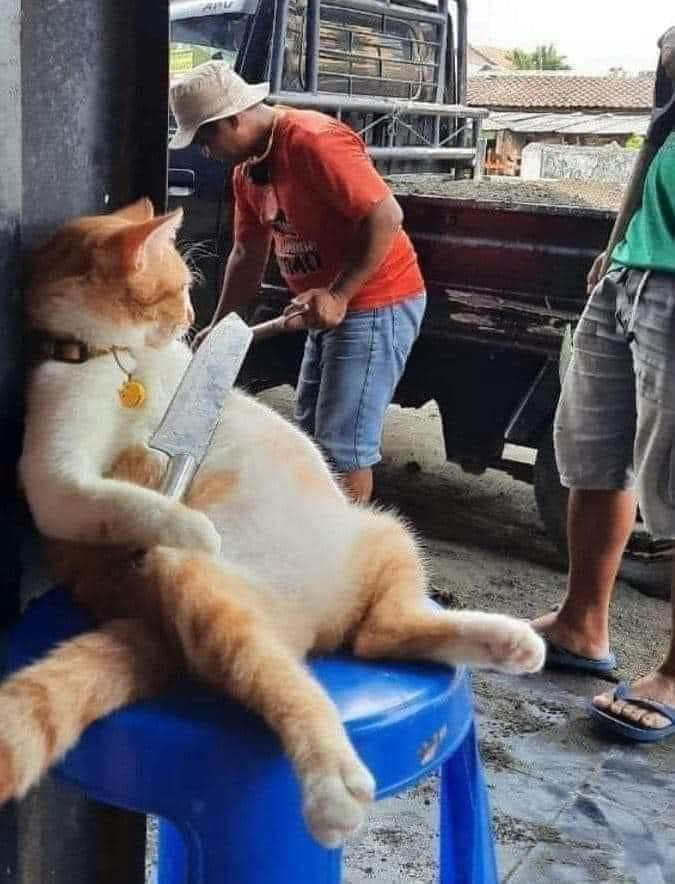 CatWorkers's tweet image. 