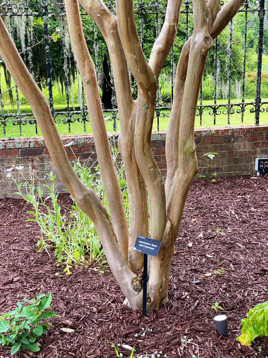 TealSeptember's tweet photo. #BrookgreenGardens #Botanicalgarden in #GeorgetownCounty, #SouthCarolina Named one of the Top 10 Gardens in the US by Trip advisor. It has sculpture gardens and wildlife preserve,located just south of #MurrellsInlet. It has 9,100-acres.We had a wonderful time there.#garden #zoo https://t.co/vM6F4EYXgf