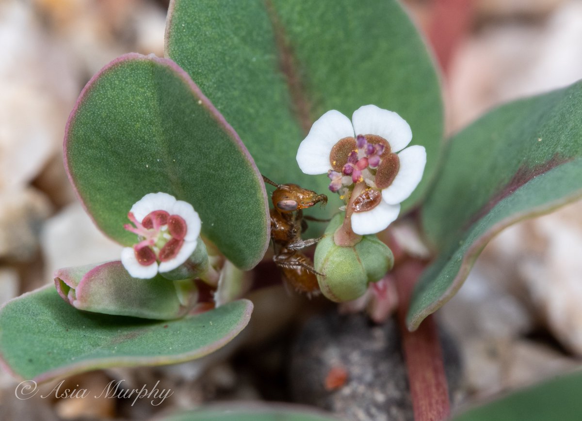 asia murphy phd (river to the sea) tweet media