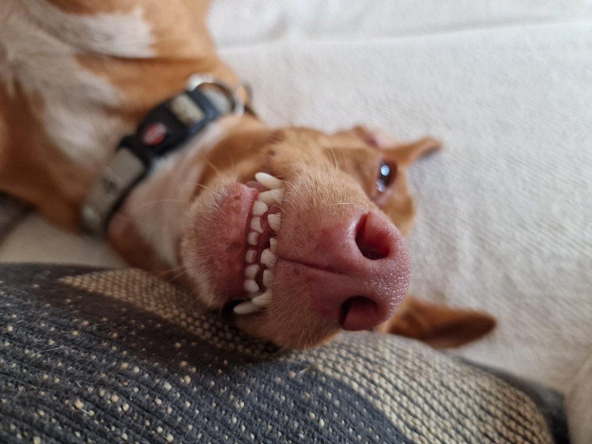 A happy pod. #podenco #dogs