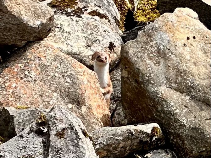 📸 Encountered this adorable critter during our hike at Grey Mare’s Tail today. 🏞️ Can anyone help us identify this little friend? #CritterID #NatureMystery #HikingAdventures 🐾🌿🔍