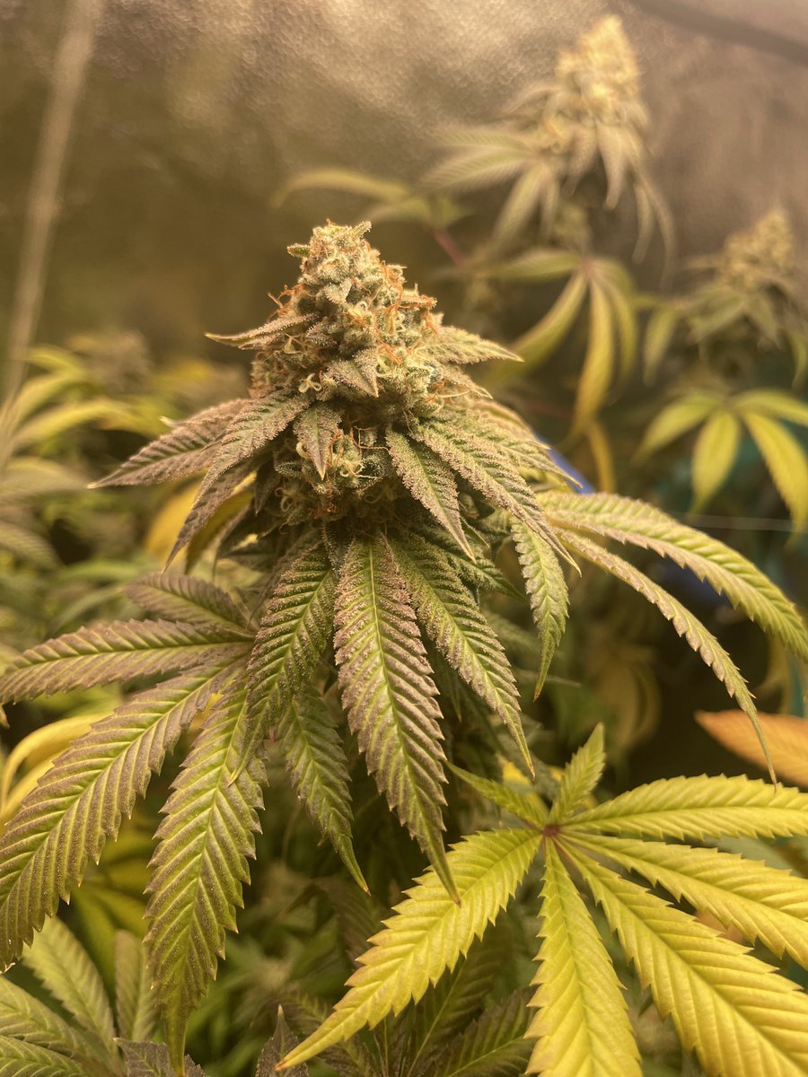 This is from our friend Xexqe on discord, always happy to share the sight of a persons hard work & dedication in their garden to the community Want us to feature your grow? Share it with us on #Discord 👉 Link in bio #CannaFam #Cannabis #Homegrow #Horticulture #Mmemberville