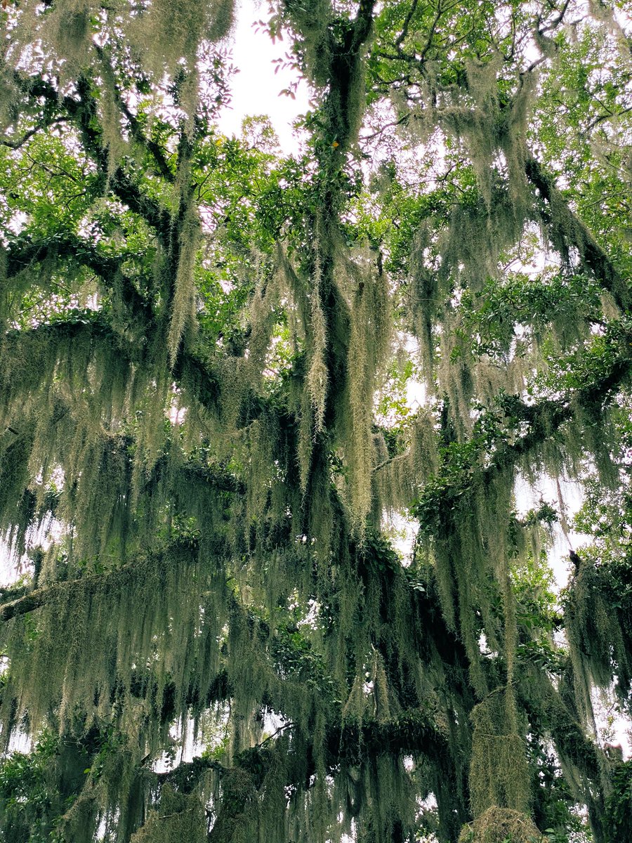 TealSeptember's tweet photo. #BrookgreenGardens #Botanicalgarden in #GeorgetownCounty, #SouthCarolina Named one of the Top 10 Gardens in the US by Trip advisor. It has sculpture gardens and wildlife preserve,located just south of #MurrellsInlet. It has 9,100-acres.We had a wonderful time there.#garden #zoo https://t.co/1Q2cKZgEfF