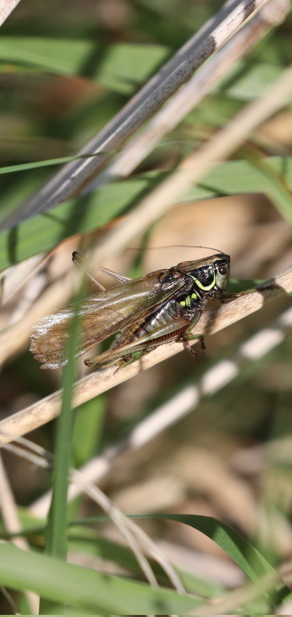 Easington birds...just doing a net round and came across my first live Roesel's Bush-Crickets in the garden, three in a small area doing their best to sound like Savi's....Great looking things😁 @OrthopteraR #roesels