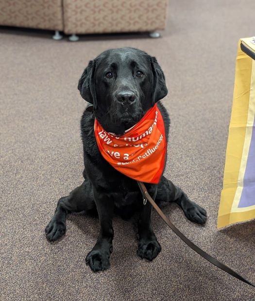 WidenerLawCW's tweet image. Hey, @WidenerLawCW students - did you miss Table Day earlier today?

No worries, you still have time to stop by the Pit and check out several student organizations and clubs from 5:30-7 p.m. tonight!

#WidenerLawCW #TableDay #StudentOrgs