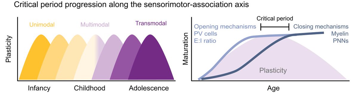 bart_larsen's tweet photo. Very happy to announce our new work which proposes a critical period model for the progression of developmental plasticity along the sensorimotor-association axis during youth! 
Out now in @TrendsNeuro! 🧵
https://t.co/RSBFMsWHn9

NB: Now hiring postdocs interested in this work! https://t.co/YXVrC5HhsI