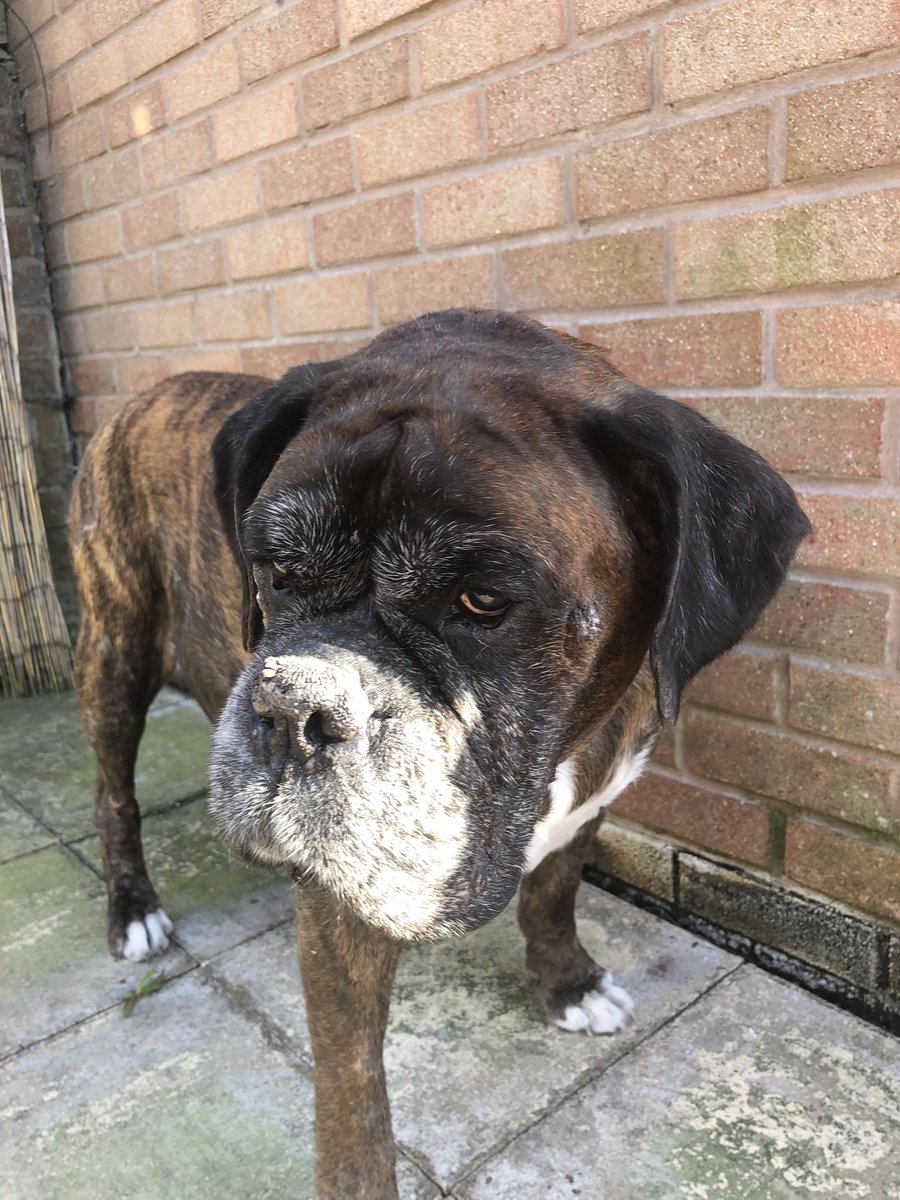 chezney100's tweet photo. I miss his gorgeous face so much. I’d love a snuggle & to listen to him snore 💔💙 #sad #boxerboy #misshim https://t.co/5iuiqGvU0I