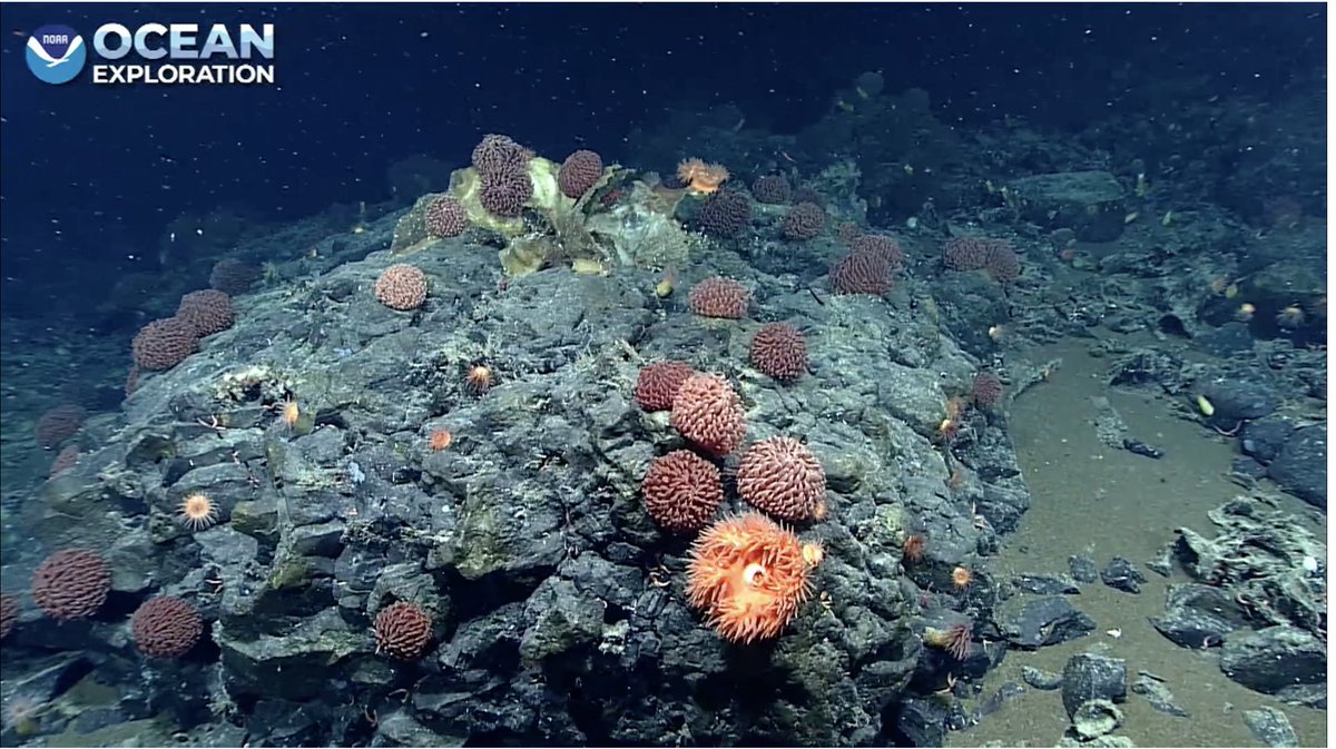 echinoblog's tweet photo. A GORGEOUS Liponema, deep-sea anemone "garden" 1345 m on Denson Seamount #Okeanos https://t.co/86UDub5C0g