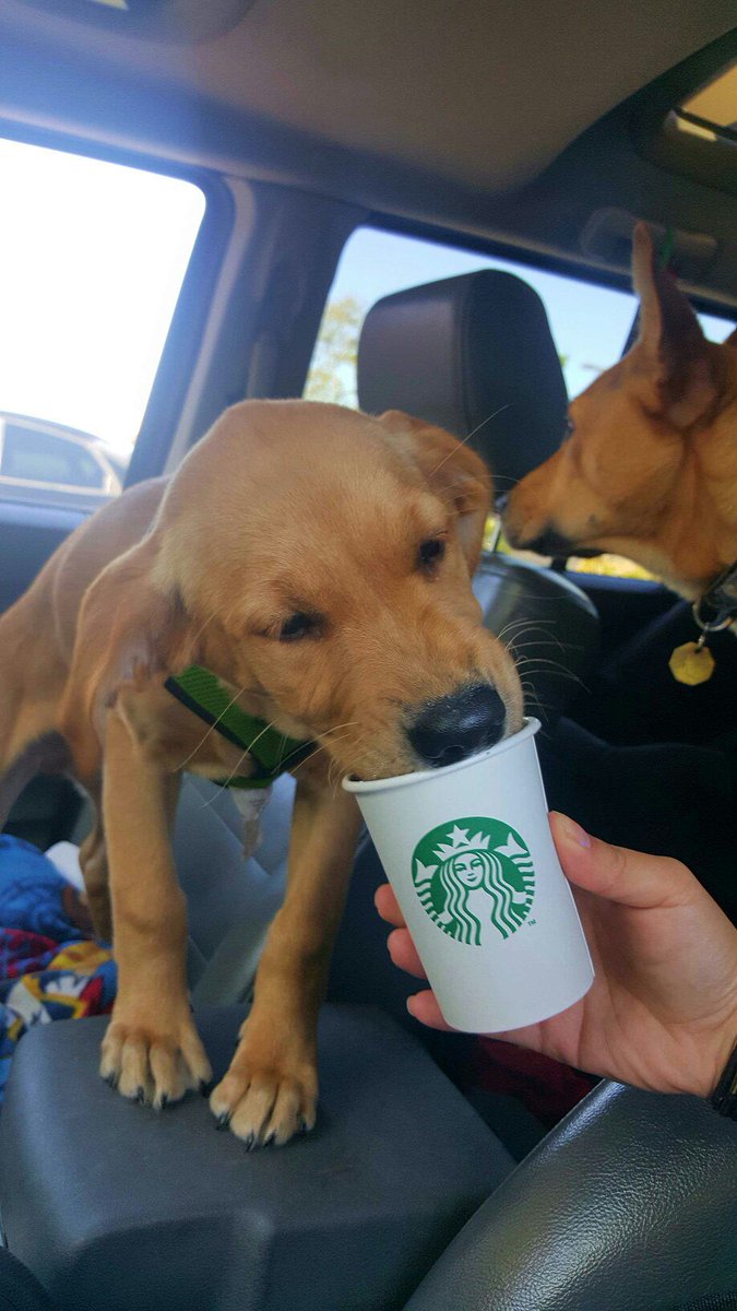 GAMER_CHIKC's tweet photo. Can I just take a moment-
Show yโall how much of a stud muffin my Jax was/IS when he was a puppy! :โ)
#GoldenLab #myabsoluteweakness https://t.co/o5q1sbbe6C