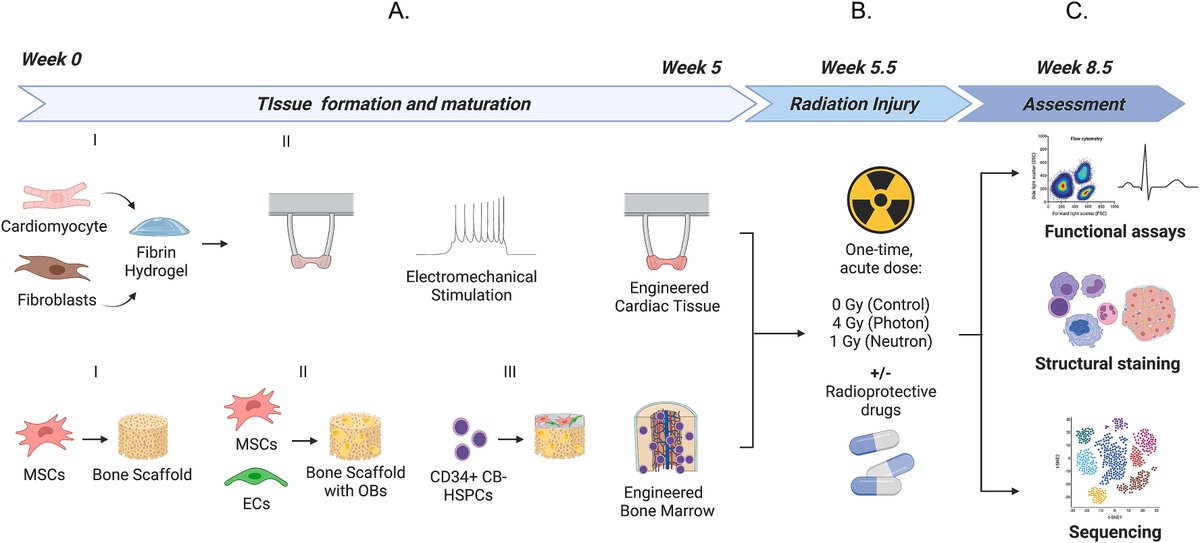 So happy to see the first major piece of my PhD work in @gvnlab published in @Biomaterials_ on studying the effects of cosmic radiation using bioengineered human tissue models of the heart and bone marrow! doi.org/10.1016/j.biom…