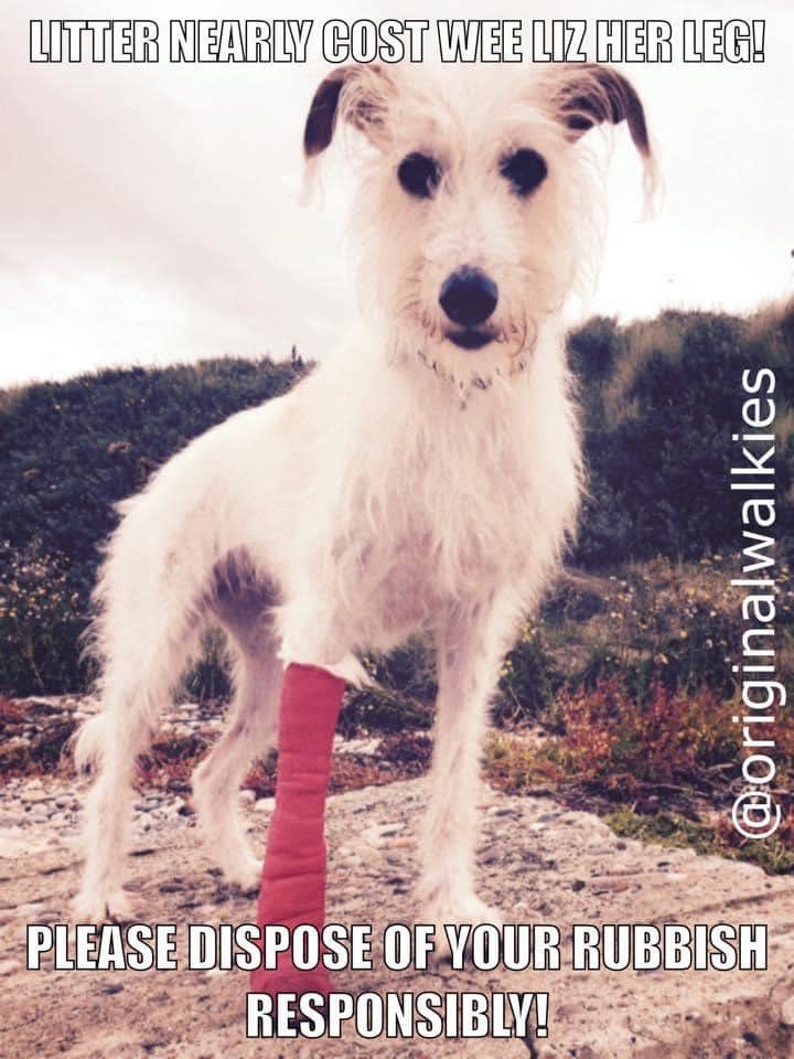 We pick up #litter on walks to protect animals, communities &amp; the #environment &amp; we educate on the consequences of litter. 

This is the consequence for Lizzie in #Moray @originalwalkies- a cut, painful paw which took ages to heal. 

Let's bin litter &amp; pick up any we see. 💚🐾