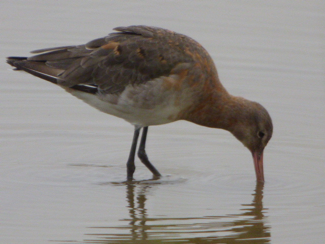 RobEmery13's tweet photo. Wet conditions at  @WWTSlimbridge  this afternoon. Black tailed godwits,3 Spot red,2 Green sandpipers,2 Ruff, and a Snipe all showing well from the Robbie Garnett hide. https://t.co/tObFHcZQrt