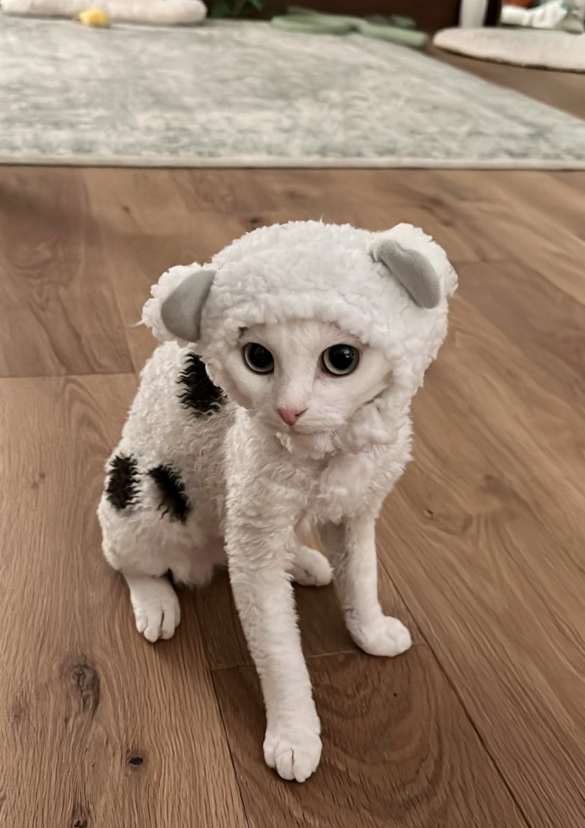 QuarterJade (@quarterjade) on Twitter photo 