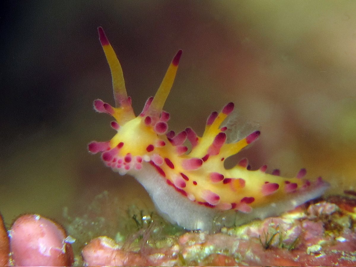 slugsofsea tweet picture