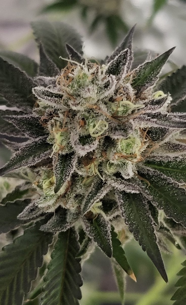 Greenhand Genetics tweet media