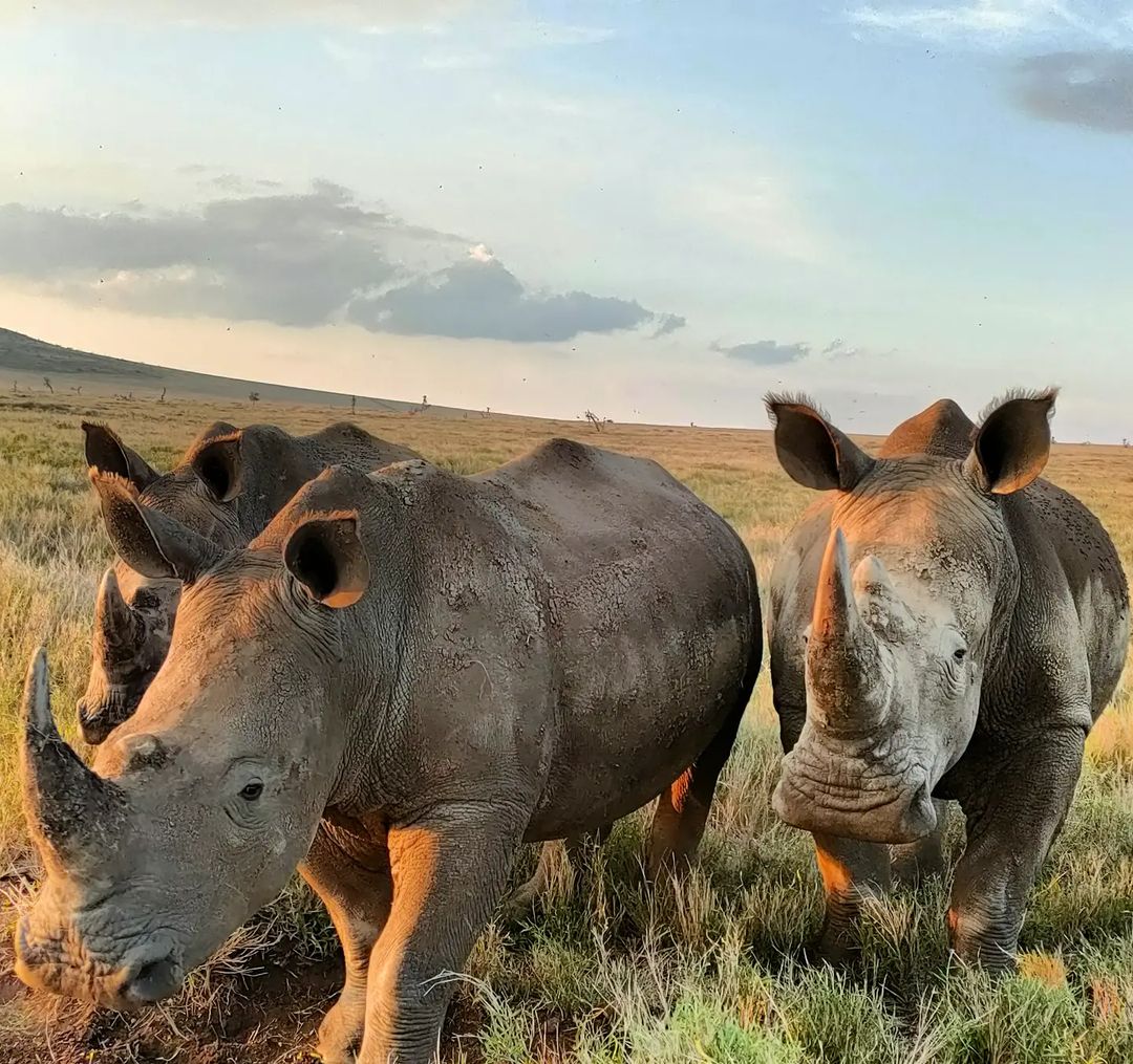 Guardians of the Wild 🦏🌿 Every sighting is a celebration of conservation success.

📸 olekirokor
#EncounterElewana #LewaConservancy #RhinoSpotting #WildlifeWonder