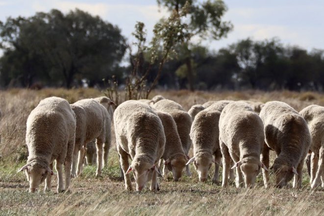 Richie Steele - Outback MPM (@outbackmpm) on Twitter photo 🐑 Ram Sale information available on our website, including updated ram data sheet with the latest ASBVs from Sheep Genetics. 🐑
multipurposemerino.com.au 
Ram videos are now up for viewing on YouTube & AuctionsPlus (links on website).
Final catalogue being prepared 👍 🐑 Ram Sale information available on our website, including updated ram data sheet with the latest ASBVs from Sheep Genetics. 🐑
multipurposemerino.com.au 
Ram videos are now up for viewing on YouTube & AuctionsPlus (links on website).
Final catalogue being prepared 👍