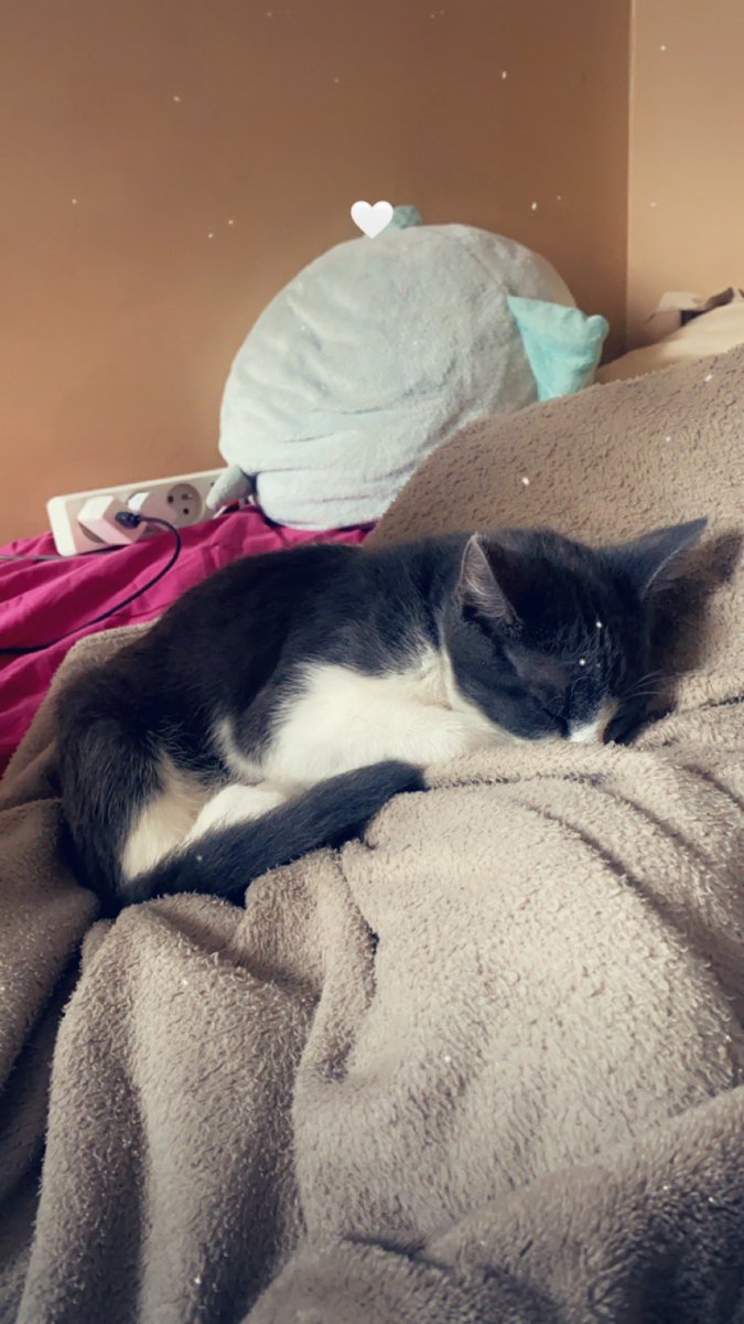 _Laester's tweet photo. Miaou 😸 https://t.co/aPtIxgAKav