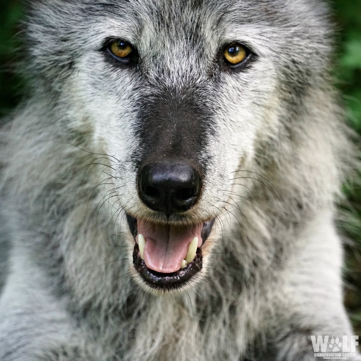 nywolforg's tweet photo. Friday smiles ๐ https://t.co/jKnLzjYA0y