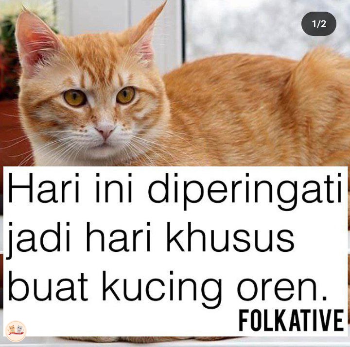 KochengFess v2 tweet media