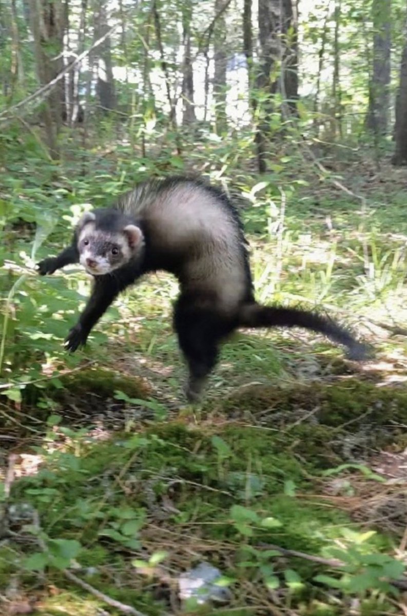 SneakyZEEKe's tweet photo. Meeka finishes off in style as she crosses the 100 mile finish line! Dook! Dook! ๐๐พ #Ferret #RunLikeAWolf @nywolforg ๐บ https://t.co/mOkNGgEagh